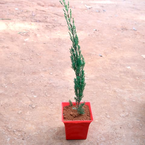 Cypress Green in 8 Inch Live Plant Red Premium Tokyo Square Plastic Pot