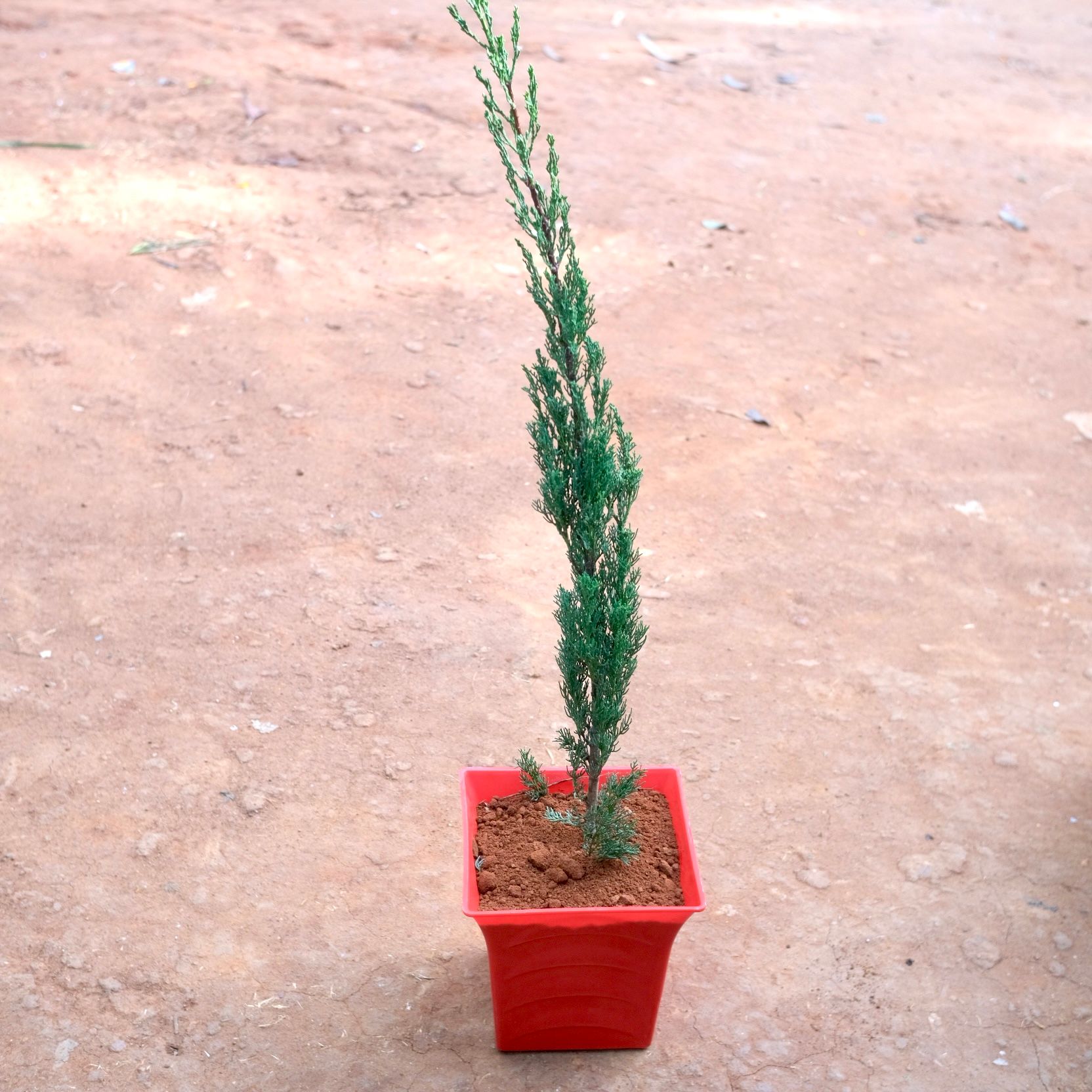 Cypress Green in 8 Inch Red Premium Tokyo Square Plastic Pot