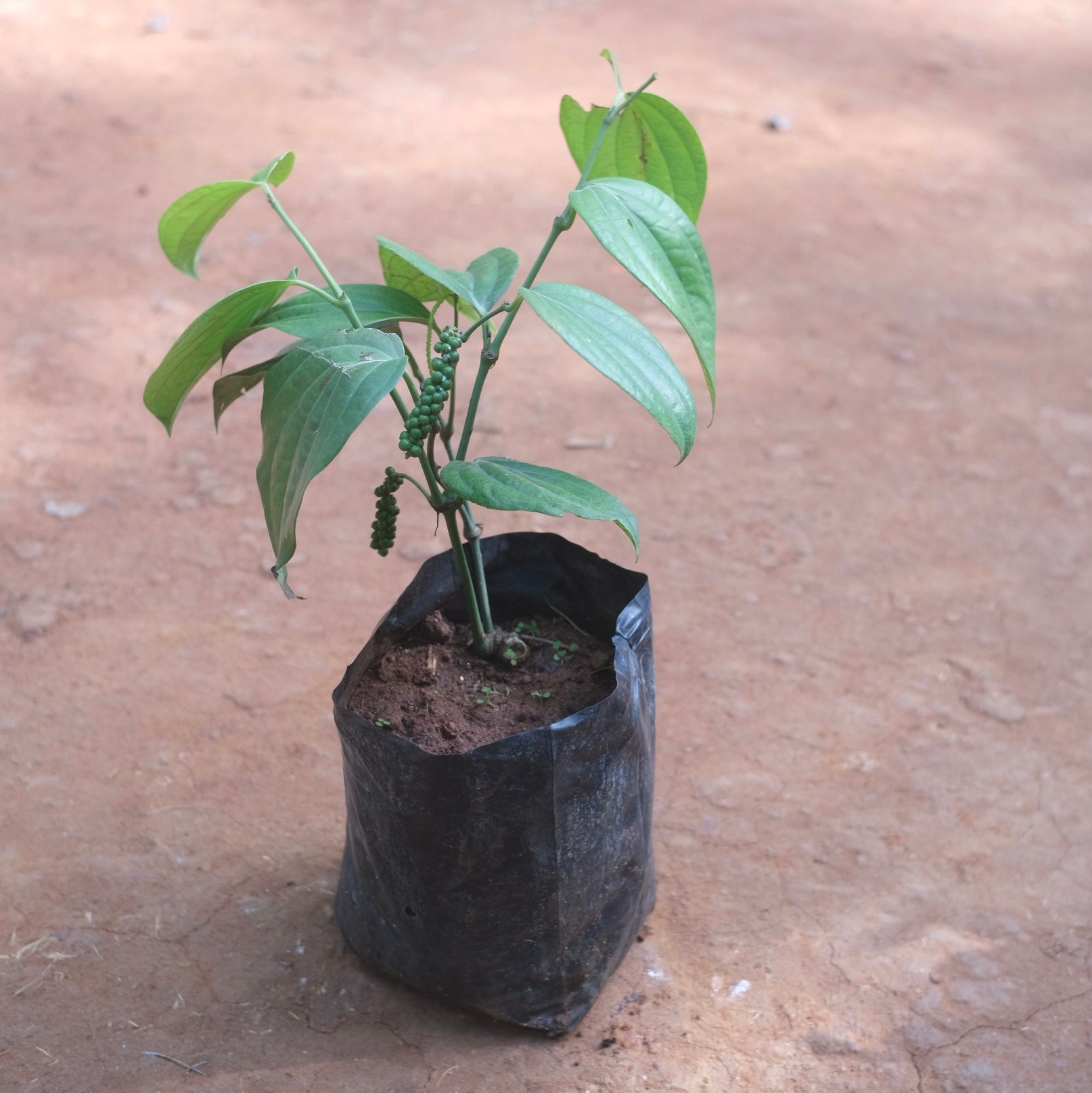Black Pepper Plant in 6 Inch Nursery Bag