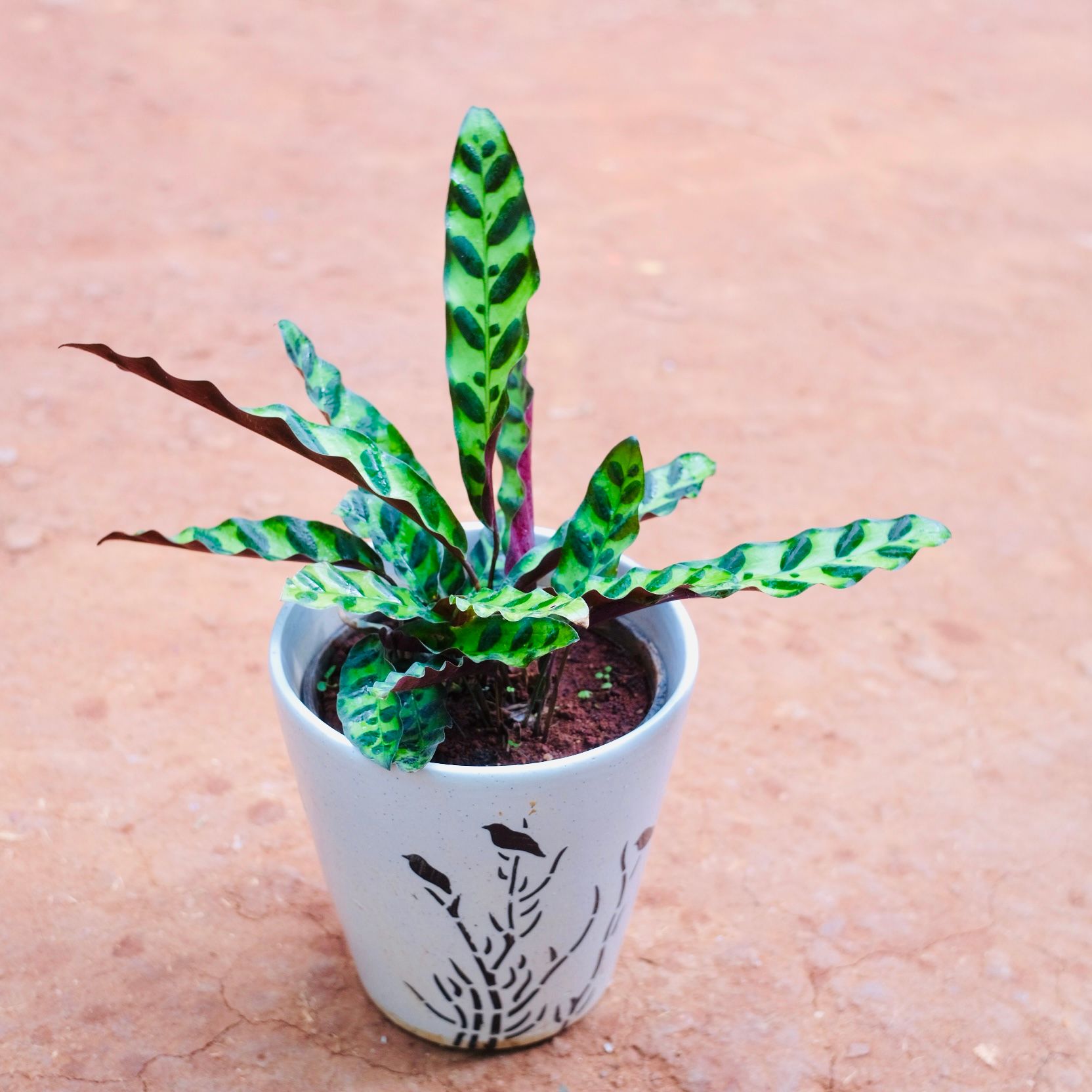 Calathea Rattlesnake in 8 Inch Glass Shaped Art Printed Handcrafted Ceramic Pot- Gloss Finish Indoor Plant Pot, Succulent Planter, Home Décor