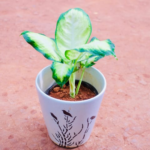 Dieffenbachia White in 8 Inch Live Fresh Plant Glass Shaped Art Printed Handcrafted Ceramic Pot- Gloss Finish Indoor Plant Pot, Succulent Planter, Home D?cor in Mayur Vihar Phase 1