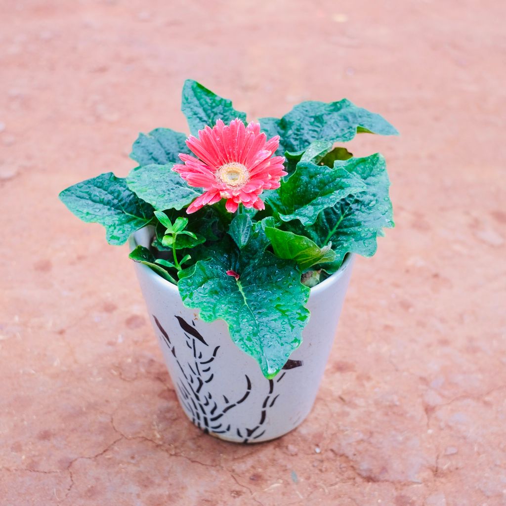 Gerbera (Any Colour)  in 8 Inch Glass Shaped Art Printed Handcrafted Ceramic Pot- Gloss Finish Indoor Plant Pot, Succulent Planter, Home Décor