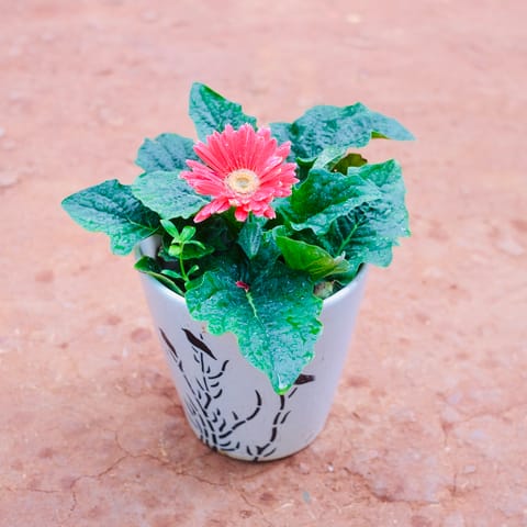 Gerbera (Any Colour)  in 8 Inch Glass Shaped Art Printed Handcrafted Ceramic Pot- Gloss Finish Indoor Plant Pot, Succulent Planter, Home Décor