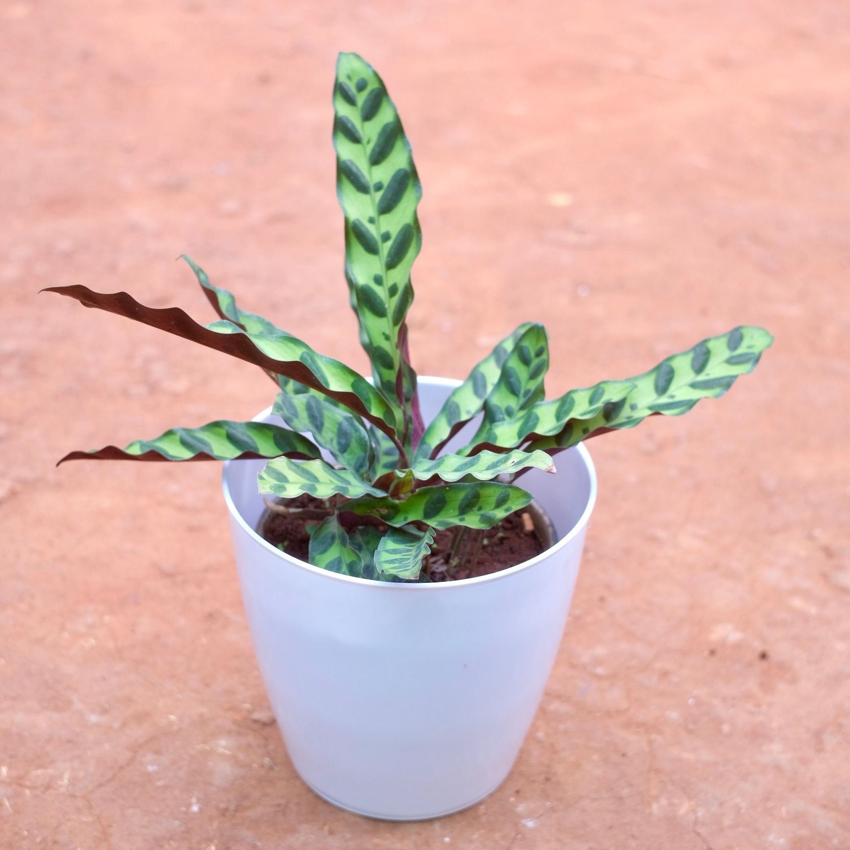 calathea rattlesnake in 8 Inch Cloudy White Plastic Pot