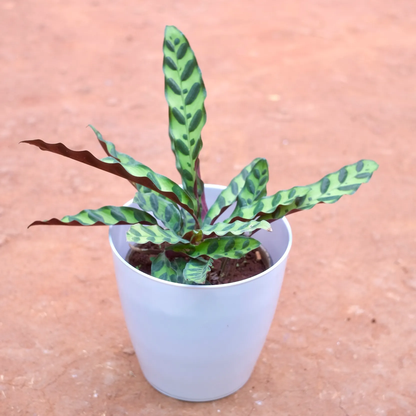 calathea rattlesnake in 8 Inch Cloudy White Plastic Pot
