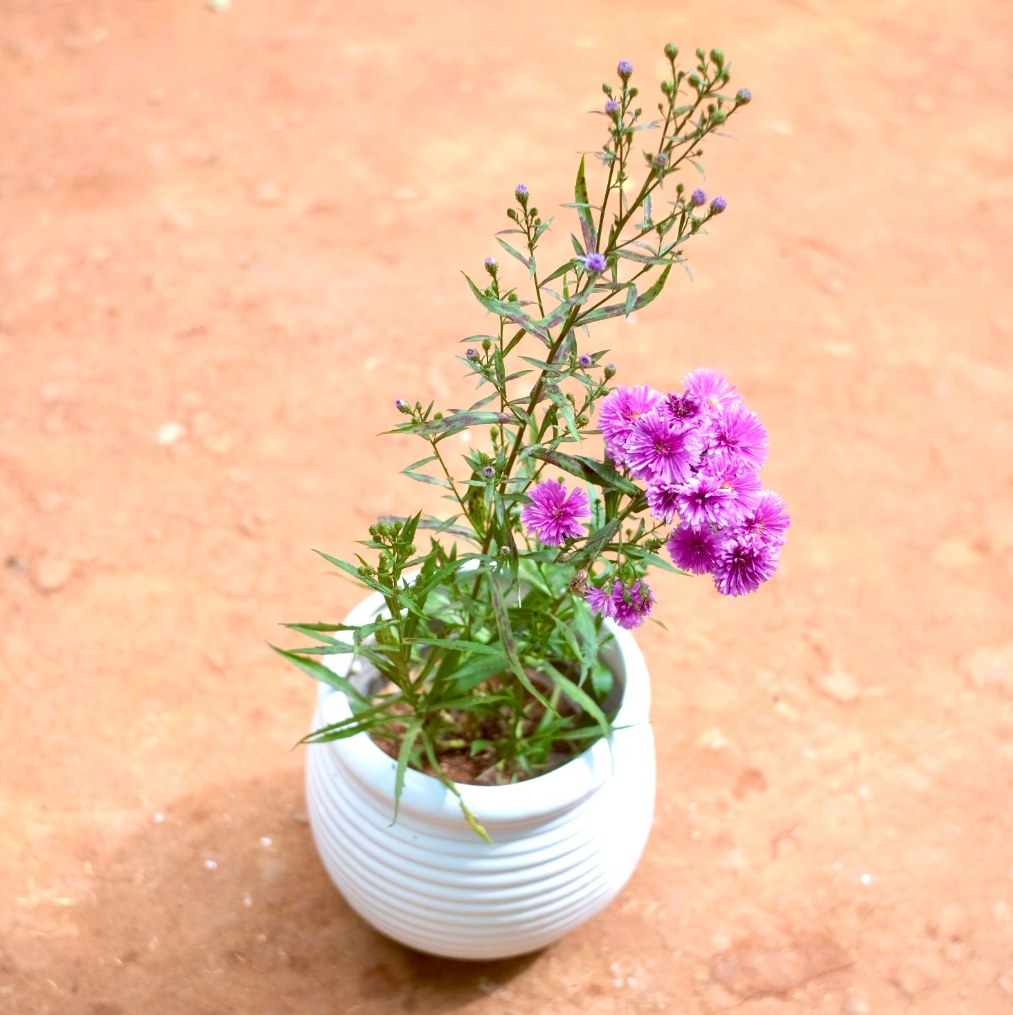 Daisy in 8 Inch Round Matki Art Printed Handcrafted Ceramic Pot- Gloss Finish Indoor Plant Pot, Succulent Planter, Home Décor