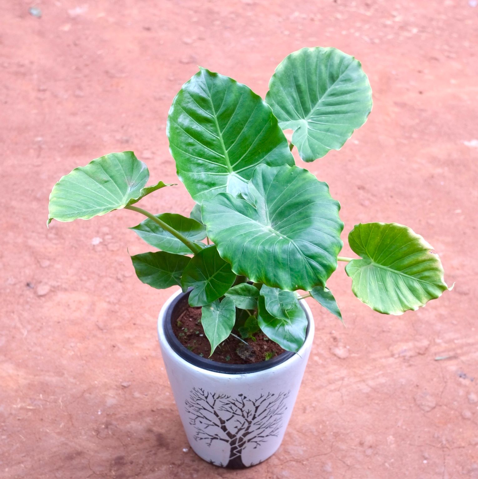 alocasia  in 12 Inch Creme Moroccan Art Printed Handcrafted Ceramic Pot- Gloss Finish Indoor Plant Pot, Succulent Planter, Home Décor
