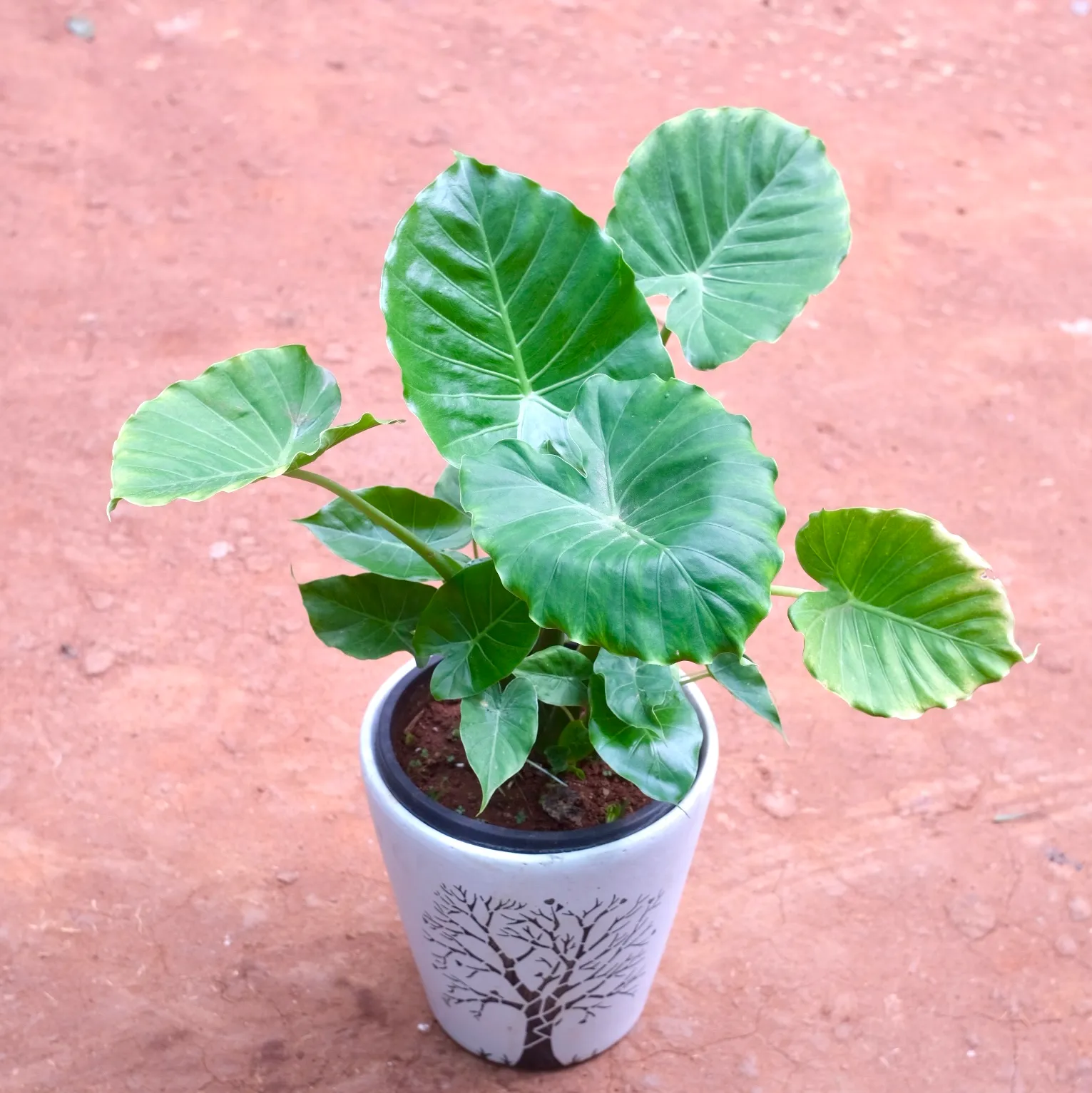 alocasia in 12 Inch Creme Moroccan Art Printed Handcrafted Ceramic Pot- Gloss Finish Indoor Plant Pot, Succulent Planter, Home Décor