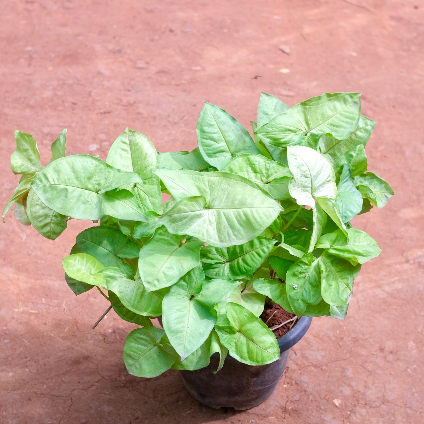 Syngonium White  in 8 Inch Nursery Pot