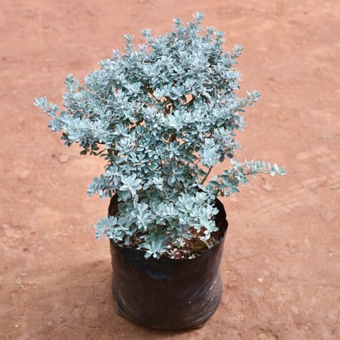 Leucophyllum/Texas sage/Nikotia/Nicosia Plant in 10 Inch Nursery bag