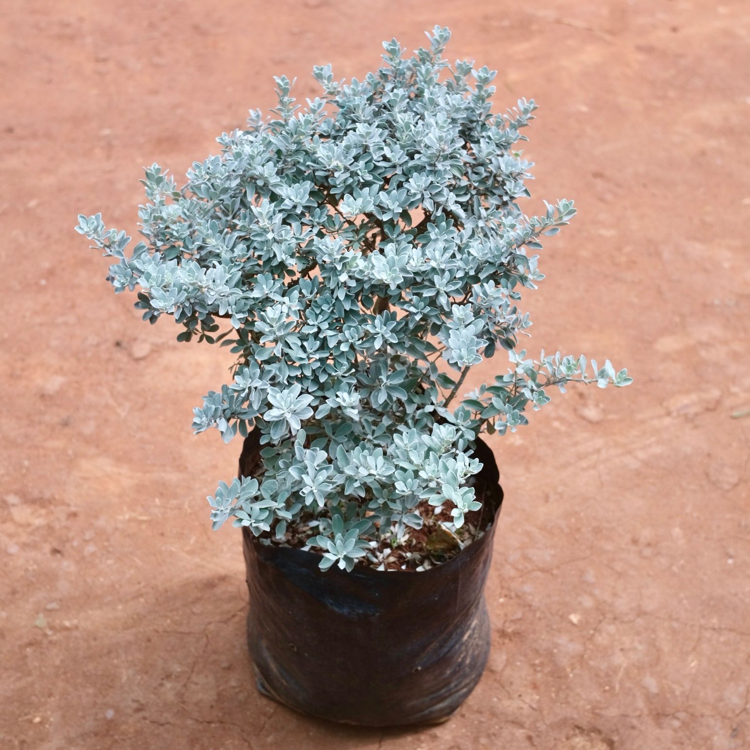 Leucophyllum/Texas sage/Nikotia/Nicosia Plant in 10 Inch Nursery bag