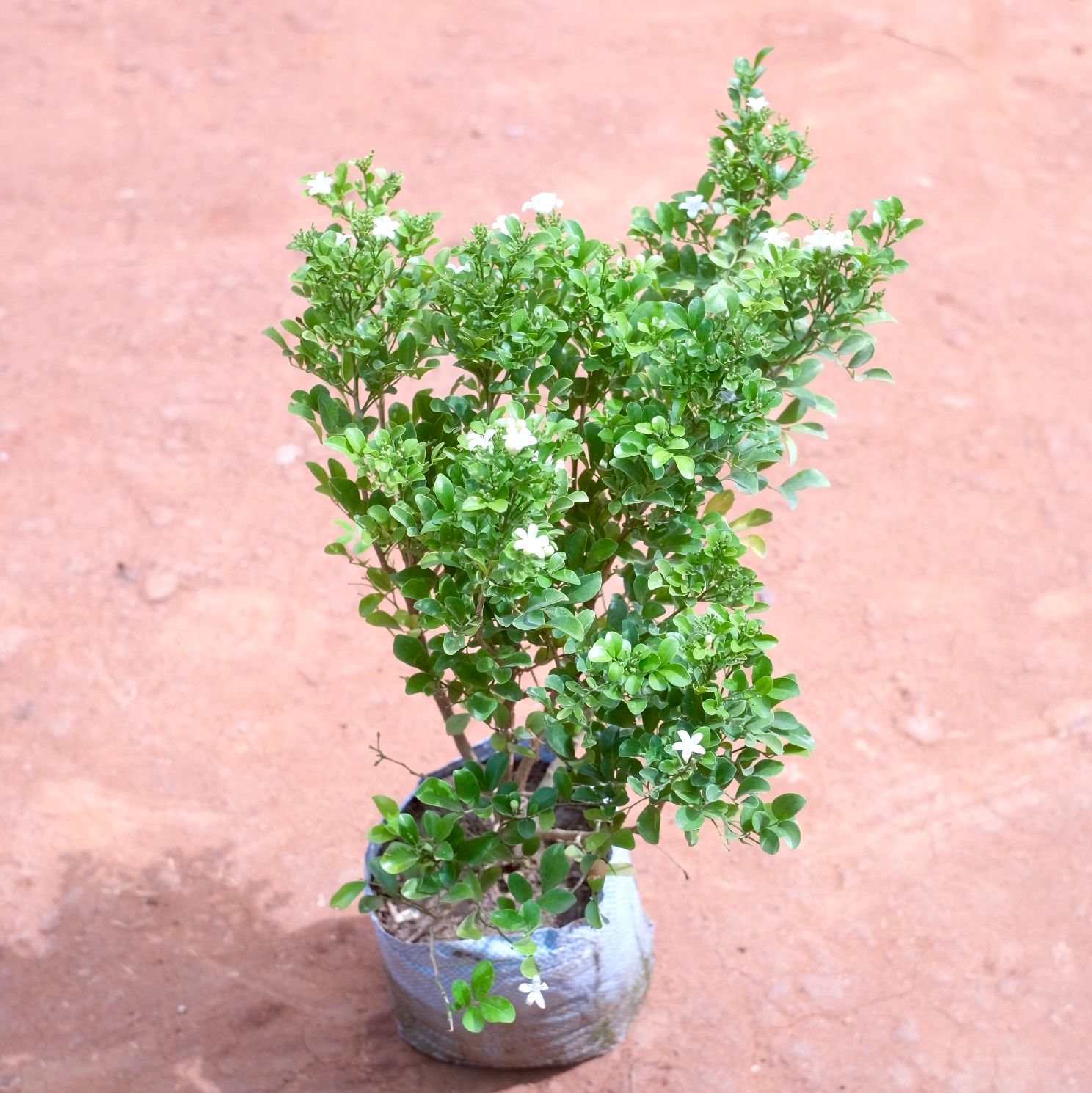 Madhu Kamini in 8 Inch Nursery bag