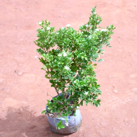 Madhu Kamini in 8 Inch Nursery bag