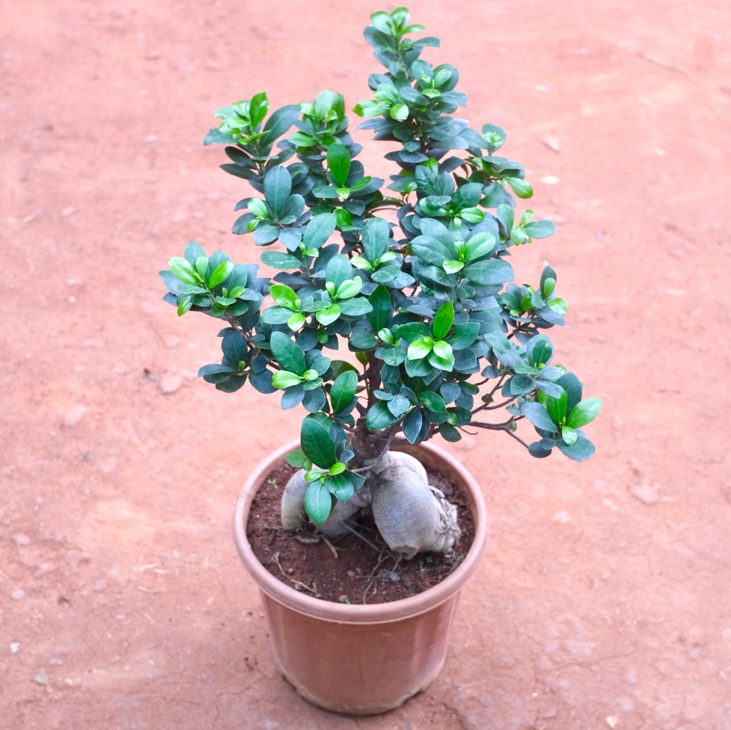 Ficus bonsai  in 10 Inch Nursery bag