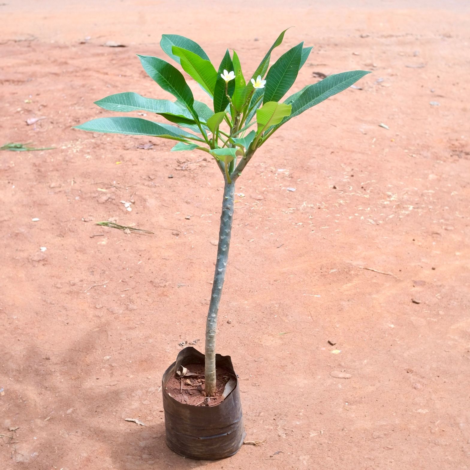 Champa (~3 ft) in 10 Inch Nursery bag