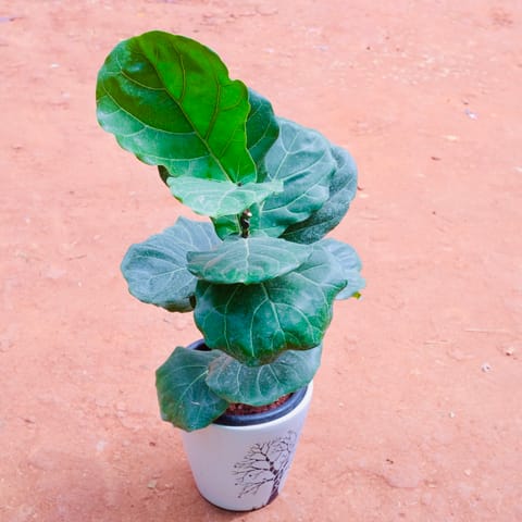 Fiddle Leaf Fig / Ficus Lyrata in 12 Inch Glass Shaped Art Printed Handcrafted Ceramic Pot- Gloss Finish Indoor Plant Pot, Succulent Planter, Home Décor