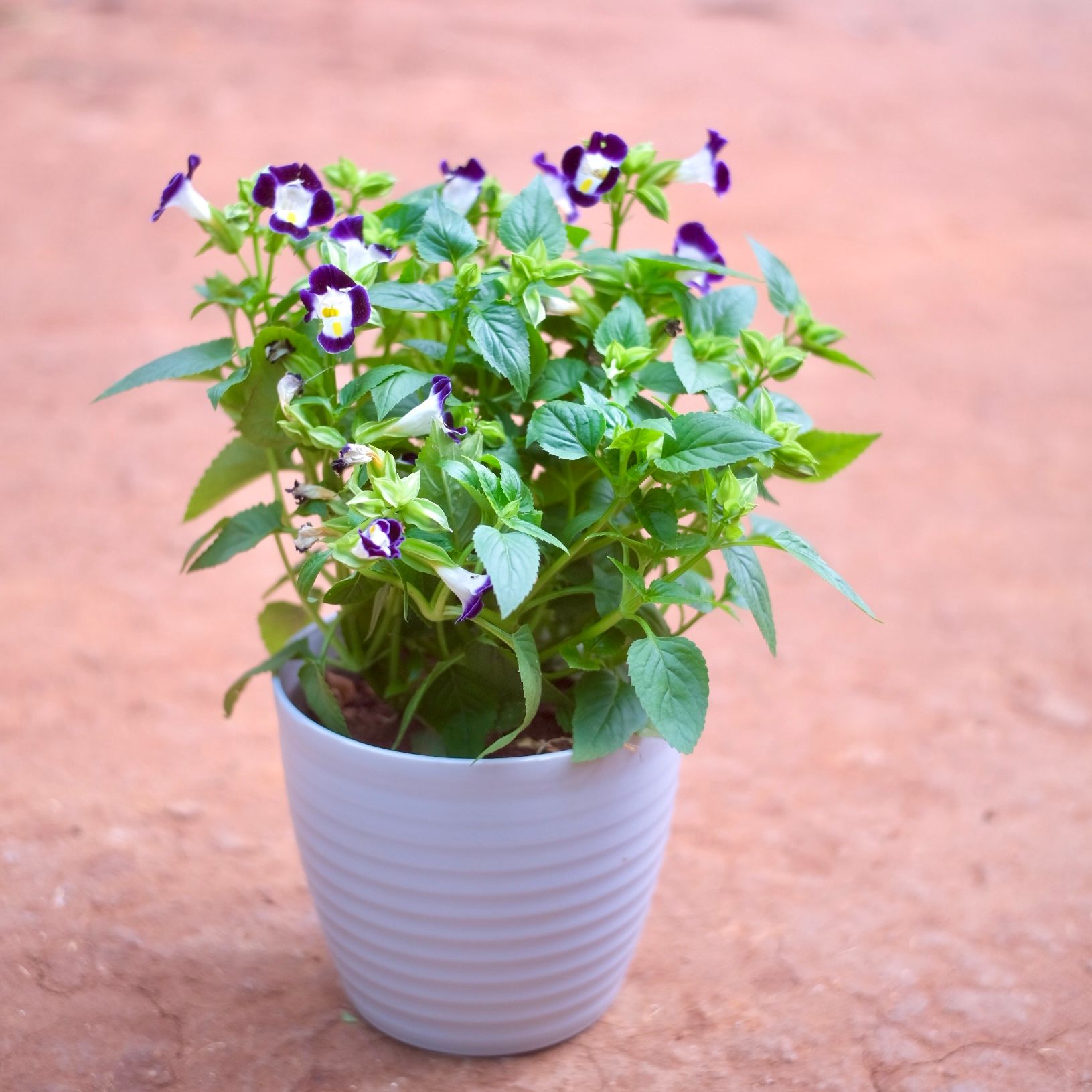 Torenia / Wishbone (Any Colour) in 5 Inch Avora Premium Plastic Planter