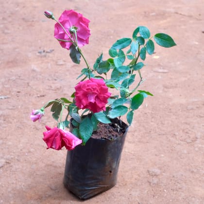 Buy Kashmiri Rose in 5 Inch Nursery bag Online | Urvann.com