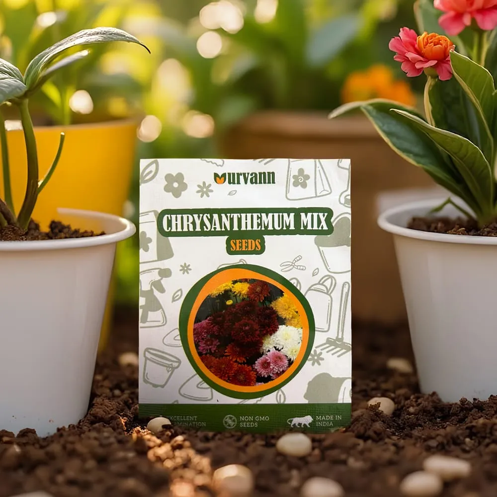 Chrysanthemum Mixed Seeds - GMO Free | Excellent Germination | Easy to Grow | Vibrant Blooms