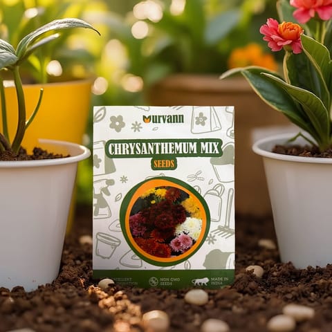 Chrysanthemum Mixed Seeds - GMO Free | Excellent Germination | Easy to Grow | Vibrant Blooms