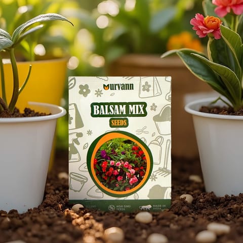 Impatiens Balsamina Mixed Seeds - GMO Free | Excellent Germination | Easy to Grow | Vibrant Blooms