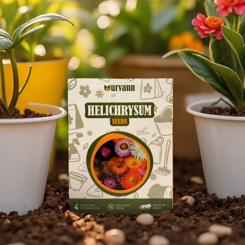 Paper flower Seeds - GMO Free | Excellent Germination | Easy to Grow | Vibrant Blooms