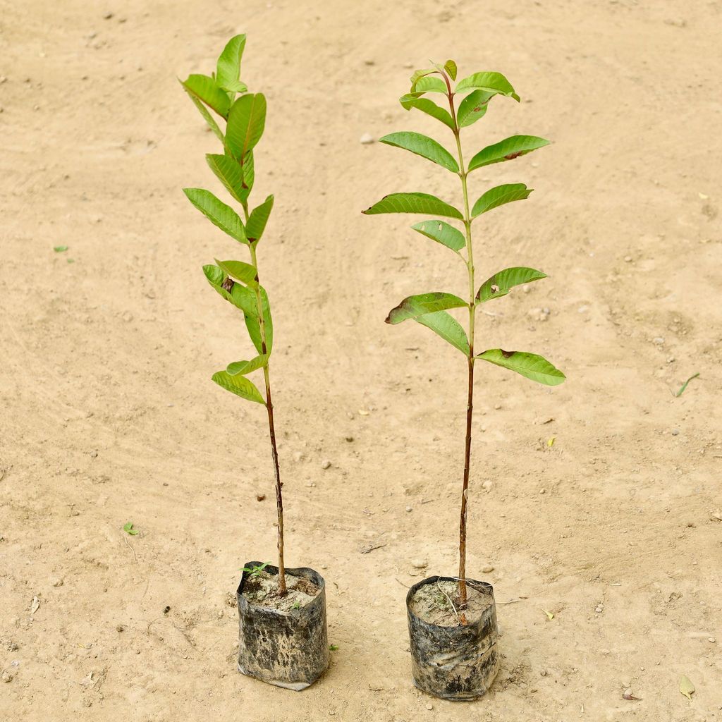 Buy Set of 2 - Amrood / Guava in 4 Inch Nursery bag Online | Urvann.com Set of 2 - Amrood / Guava in 4 Inch Nursery bag