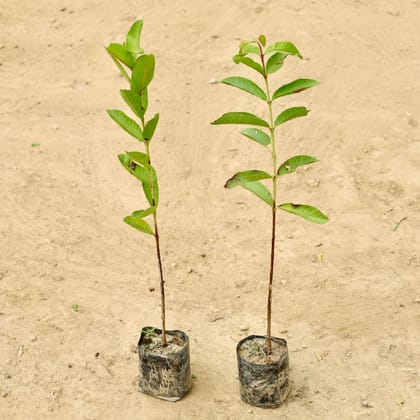 Buy Set of 2 - Amrood / Guava  in 4 Inch Nursery bag Online | Urvann.com
