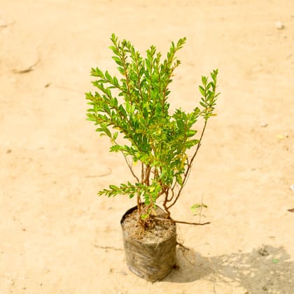 Buy Cuphea / False Heather in 4 Inch Nursery bag Online | Urvann.com