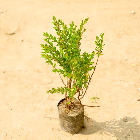 Cuphea / False Heather in 4 Inch Nursery bag