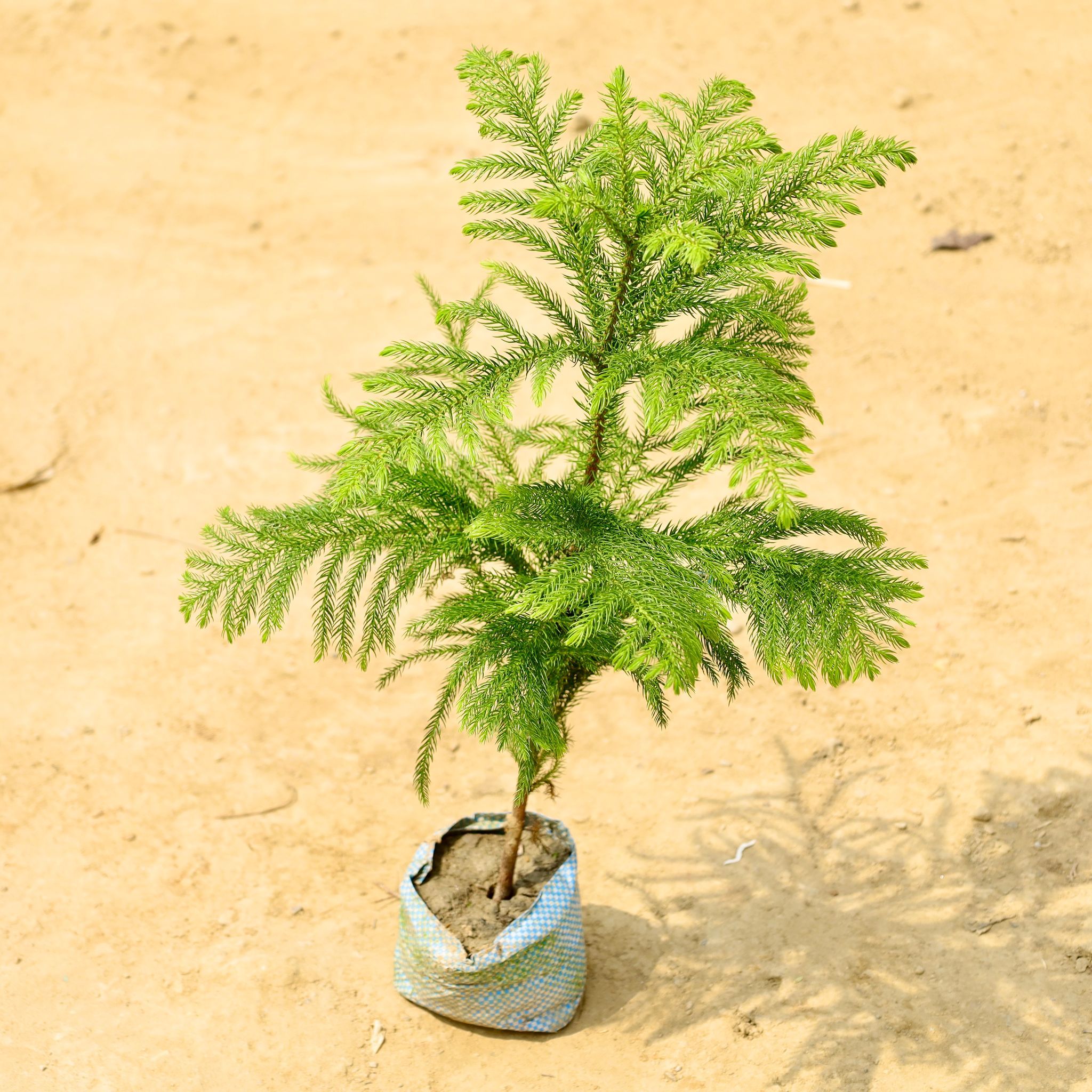 Araucaria / Christmas Tree in 4 Inch Nursery bag
