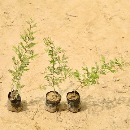 Buy Set of 3 - Shami Plant in 4 Inch Nursery bag Online | Urvann.com