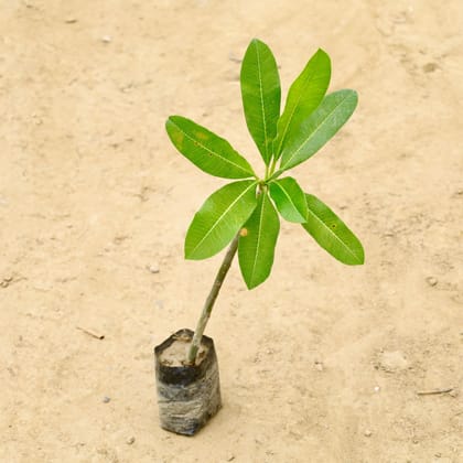 Buy Champa (Any Colour) in 4 Inch Nursery bag Online | Urvann.com