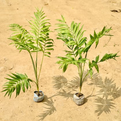 Buy Set of 2 - chamaedorea palm in 4 Inch Nursery bag Online | Urvann.com
