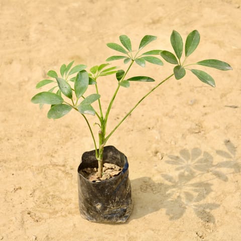 Schefflera Green in 4 Inch Nursery bag