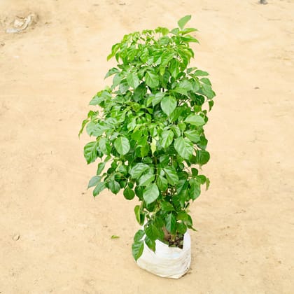 Buy China Doll / Radermachera in 8 Inch Nursery Bag Online | Urvann.com