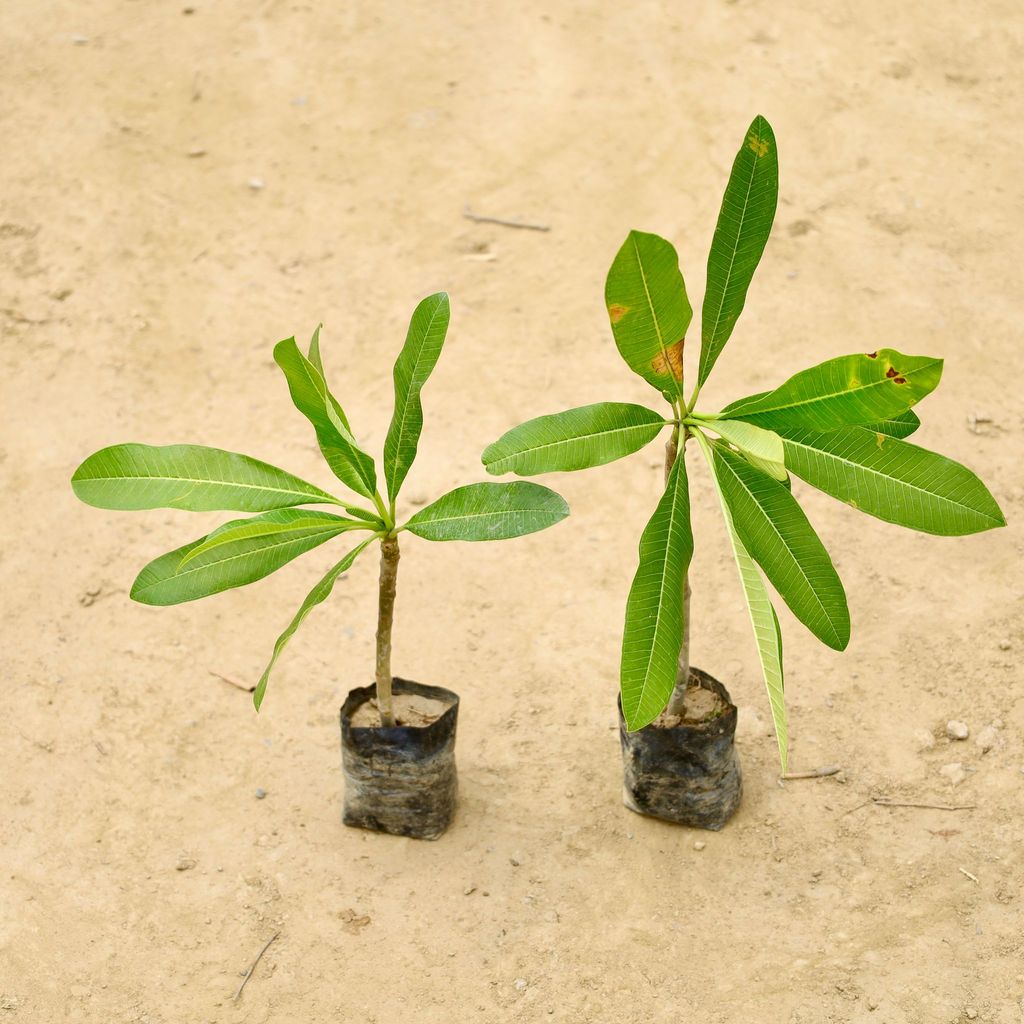 Set of 2 - Champa / Plumeria (Any Colour) in 4 Inch Nursery Bag