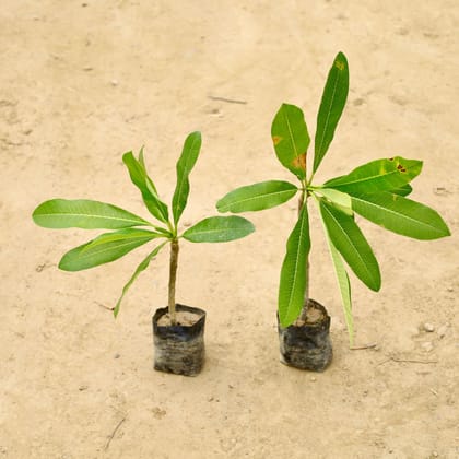 Buy Set of 2 - Champa / Plumeria (Any Colour) in 4 Inch Nursery Bag Online | Urvann.com