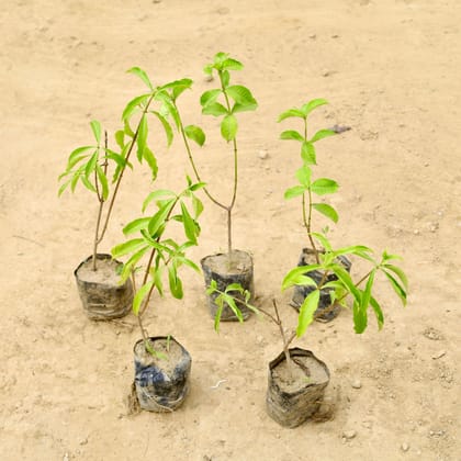 Buy Set of 5 - Allamanda Creeper (Any Colour) in 4 Inch Nursery Bag Online | Urvann.com