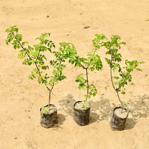 Set of 3 - Tecoma capensi in 4 Inch Nursery Bag