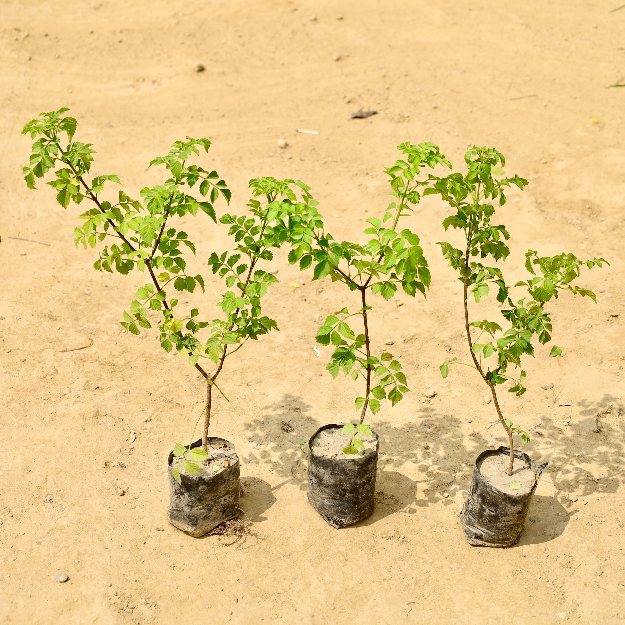 Set of 3 - Tecoma capensi in 4 Inch Nursery Bag