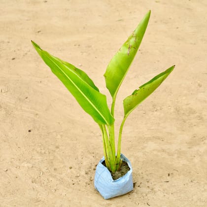 Buy Traveller palm in 6 Inch Nursery Bag Online | Urvann.com