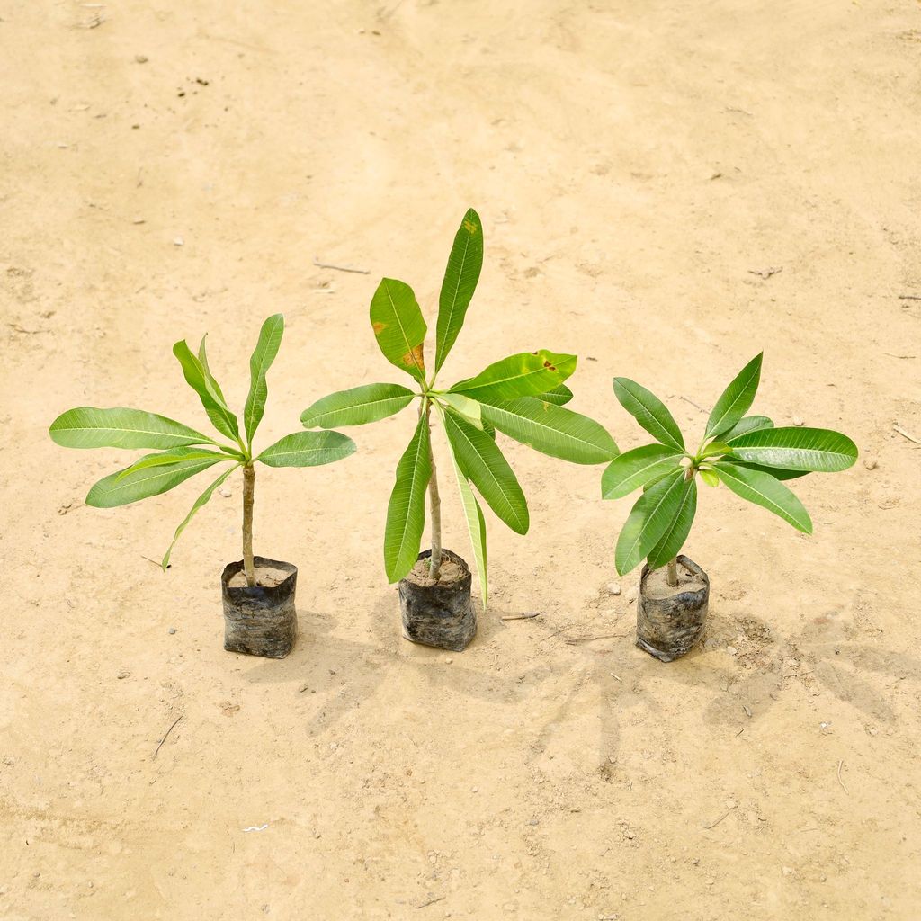 Set of 3 - Champa (any colour) in 4 Inch Nursery Bag