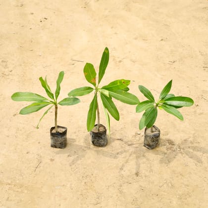 Buy Set of 3 - Champa (any colour) in 4 Inch Nursery Bag Online | Urvann.com