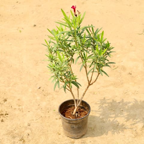 Kaner / Oleander Dwarf (Any Colour) in 6 Inch Nursery Pot