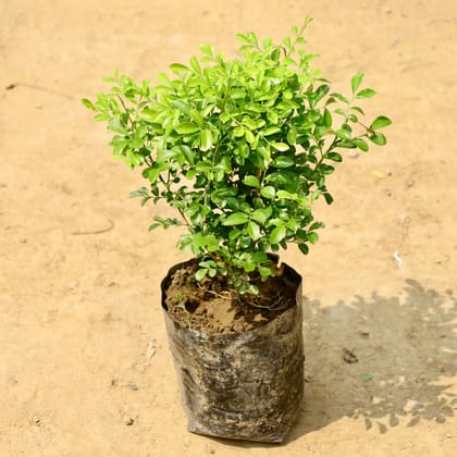 Buy Madhu Kamini Murraya (Bushy) in 8 Inch Nursery Bag Online | Urvann.com