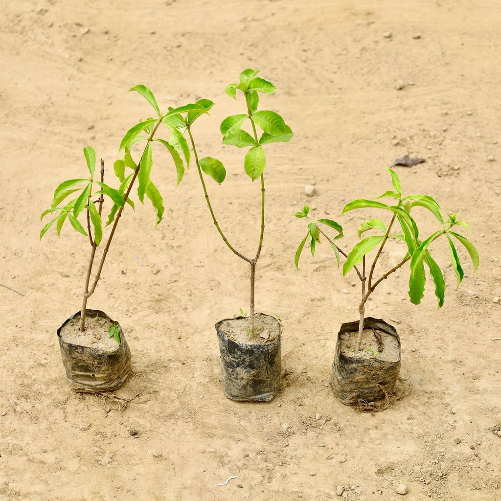 Set of 3 - Allamanda Creeper (Any Colour) in 4 Inch Nursery Bag