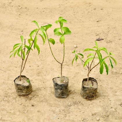 Buy Set of 3 - Allamanda Creeper (Any Colour) in 4 Inch Nursery Bag Online | Urvann.com