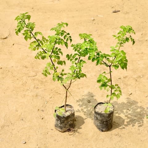 Set of 2 - Tecoma Capensis in 4 Inch Nursery Bag