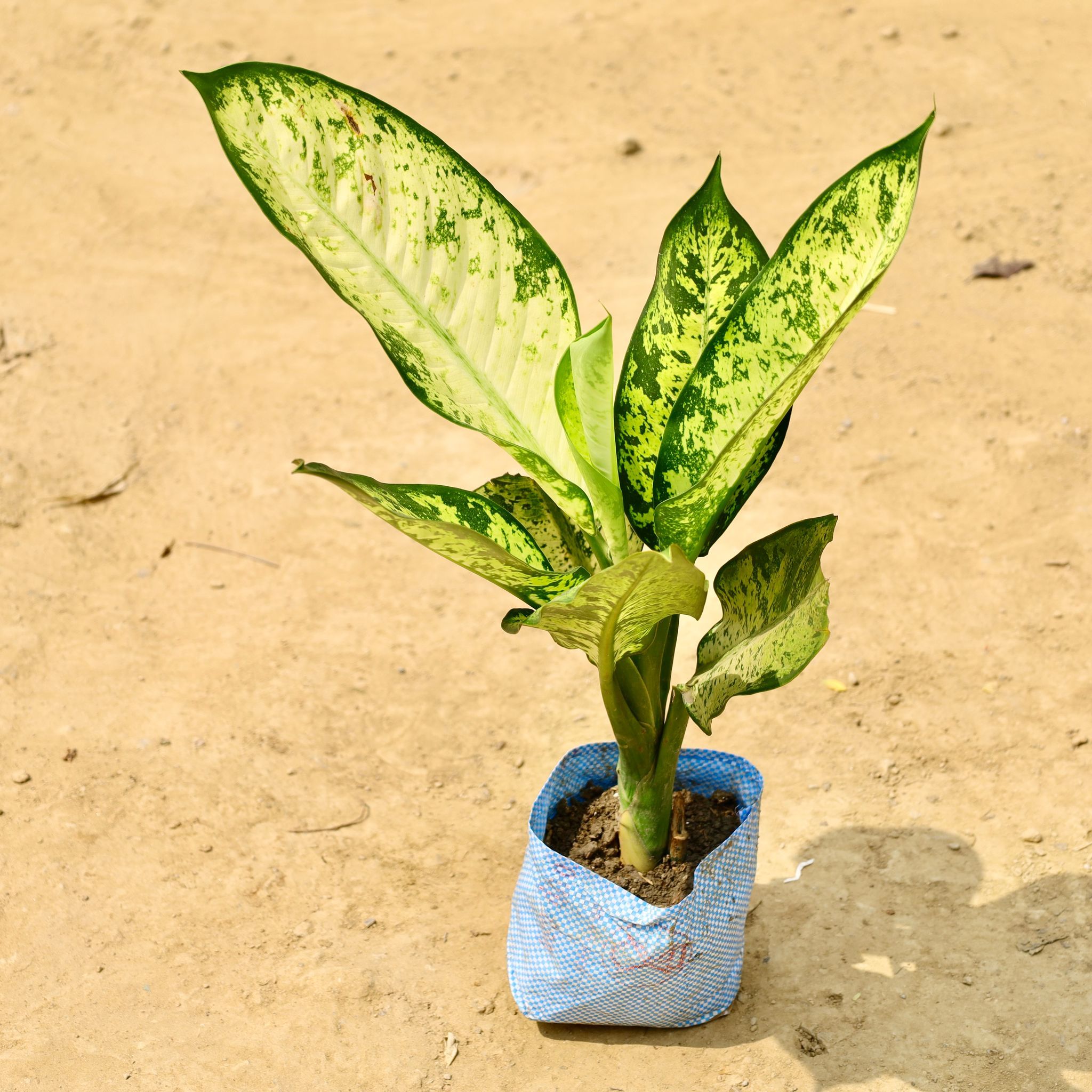 Aglaonema silver in 8 Inch Nursery Bag
